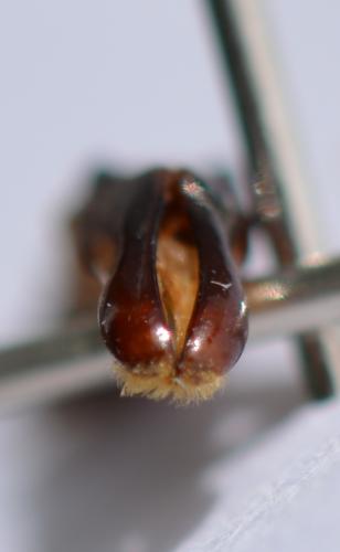Coptomia ibityi